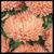 6chrysanthemums's avatar